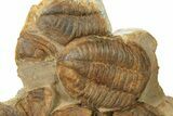 Cluster of Large Asaphid Trilobites - Taouz, Morocco #287136-1